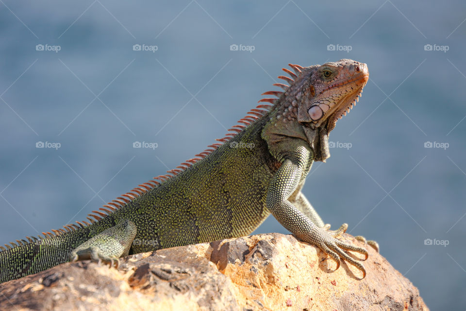 Iguana