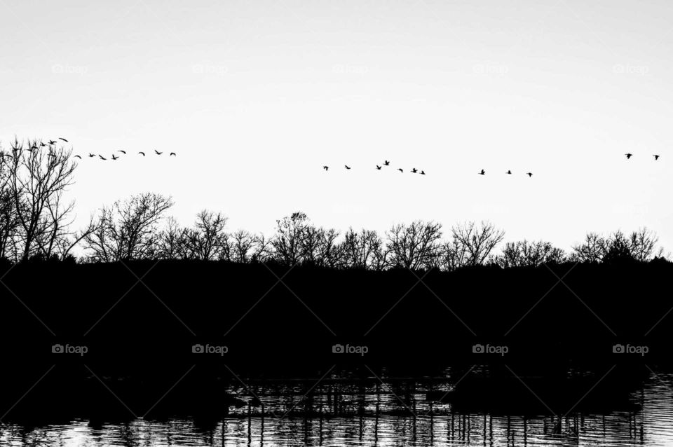Black and White. Geese leaving this cold country side. "Fly Away".