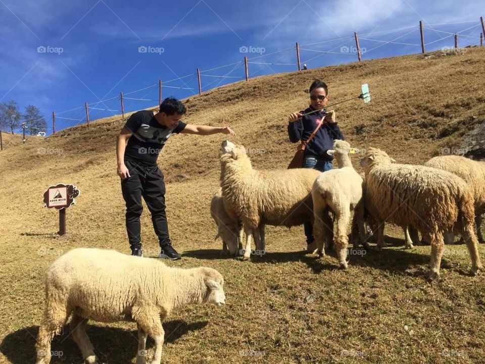 sheeps in taiwan