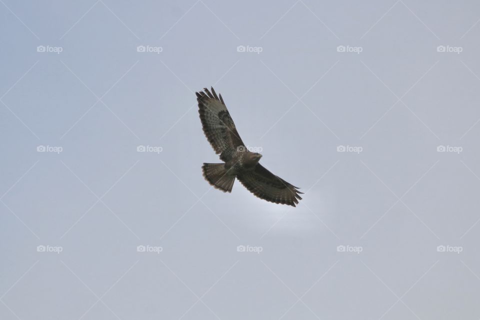 Buzzard 