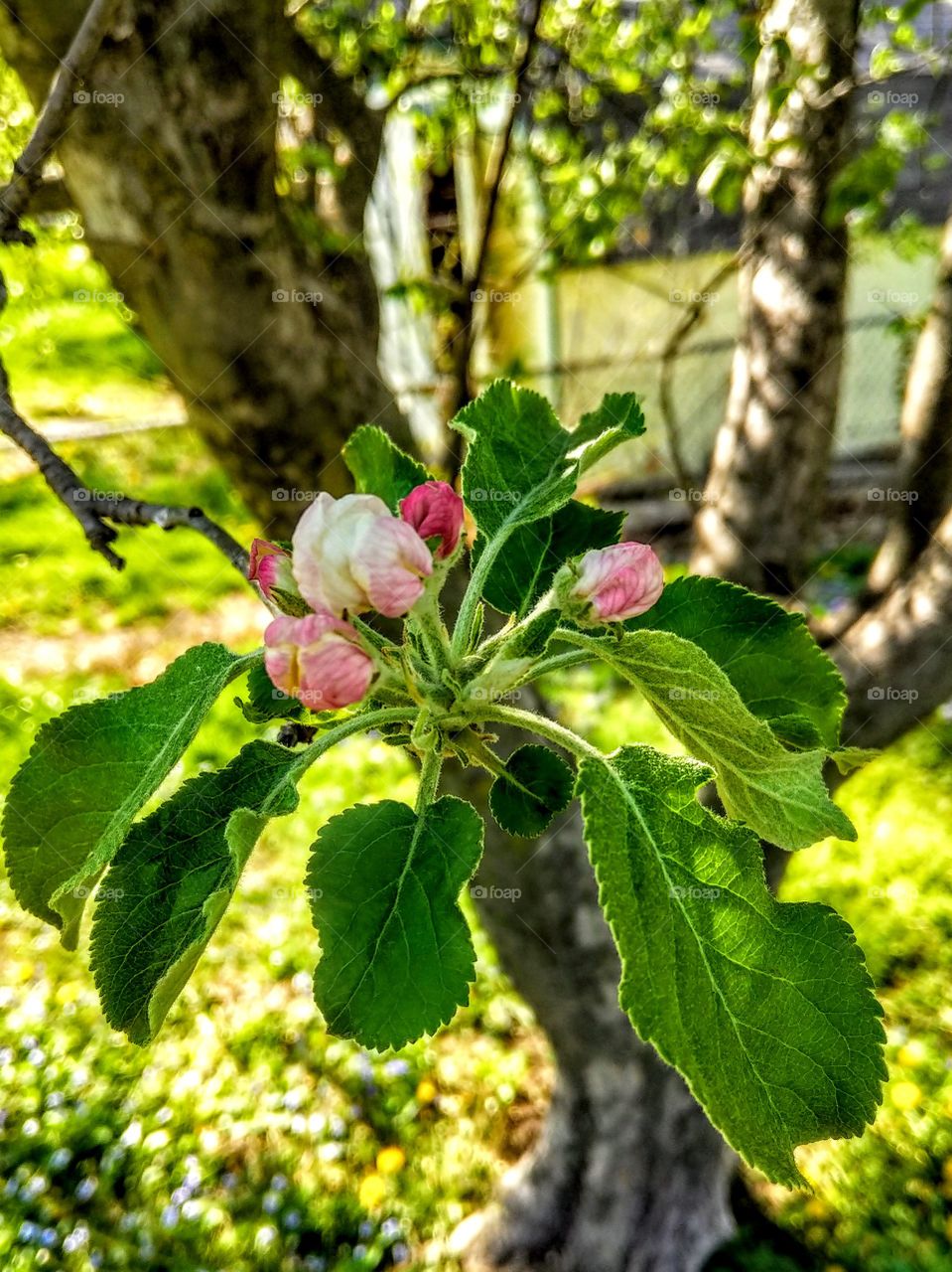 Budding Apple Tree