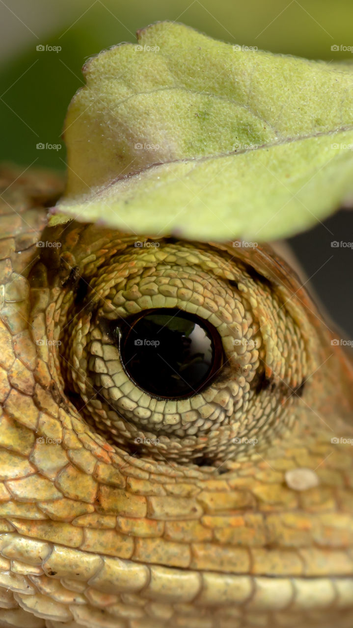 The eye of chameleon