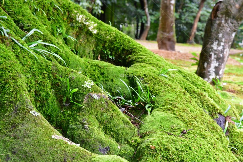 Green moss tree