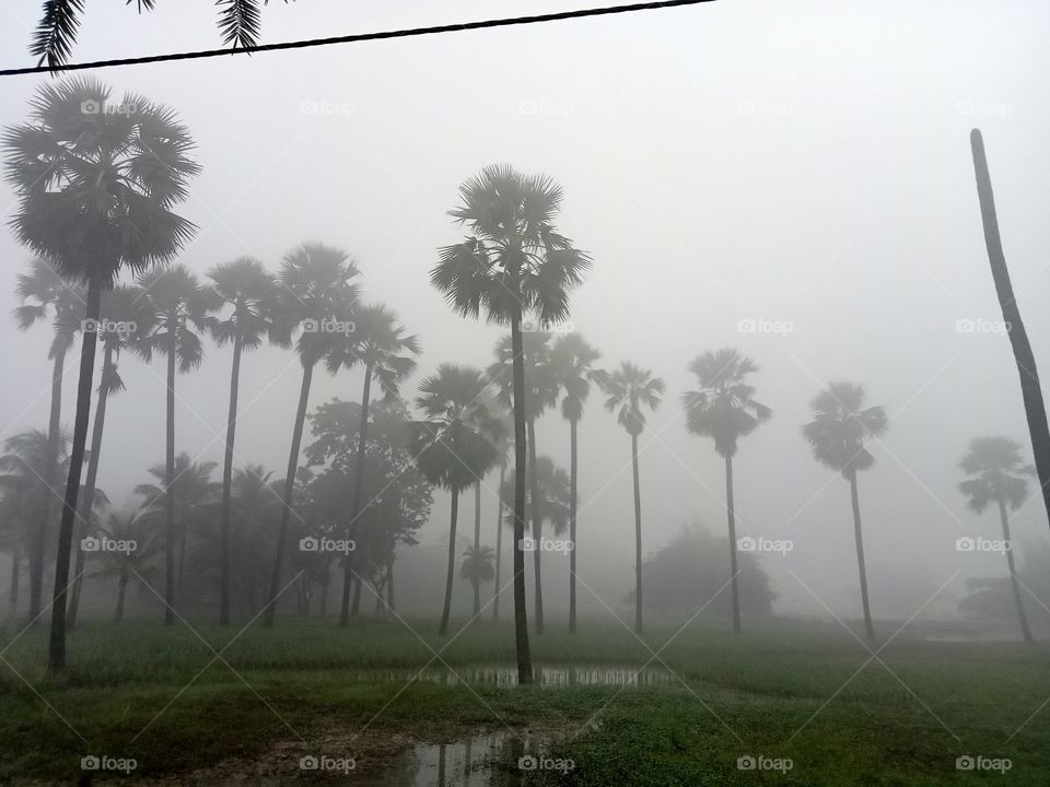 beautiful picture of palm tree in morning