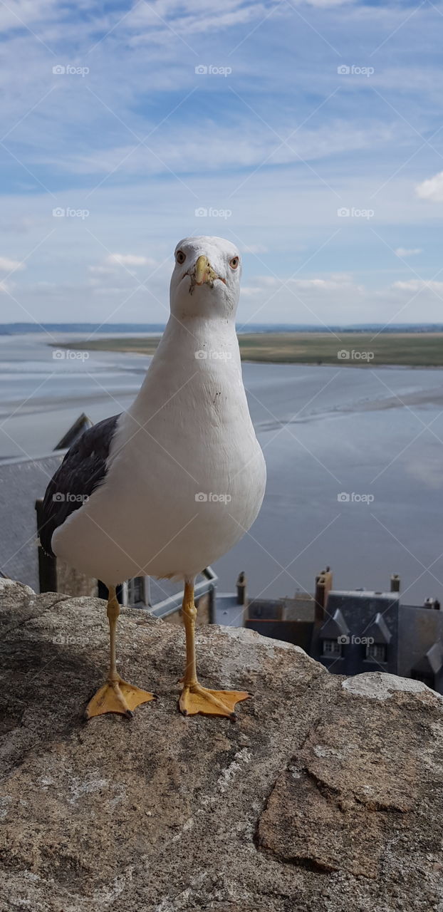 goéland du Mont Saint-Michel