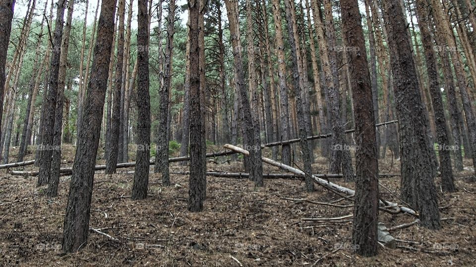 Bosque Europeo, pinares