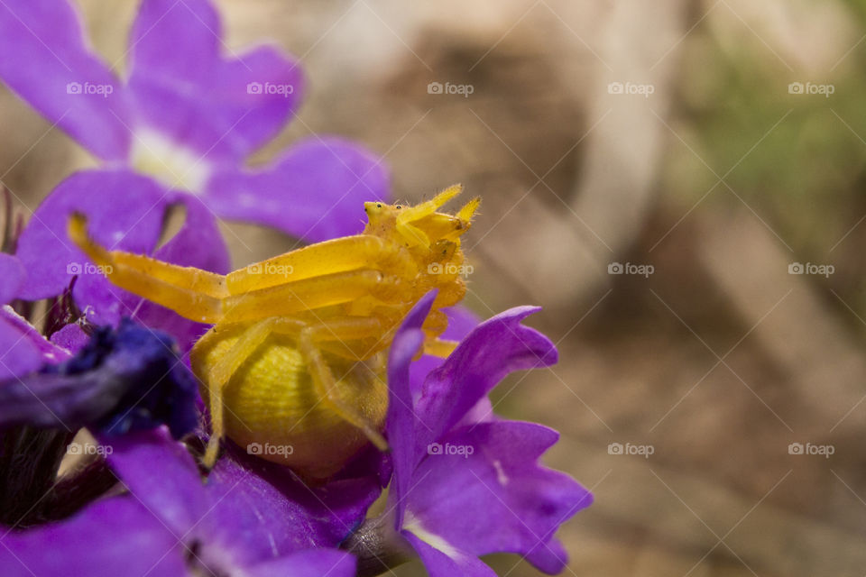 yellow crab spider sitting on a purple flower ready to attack
