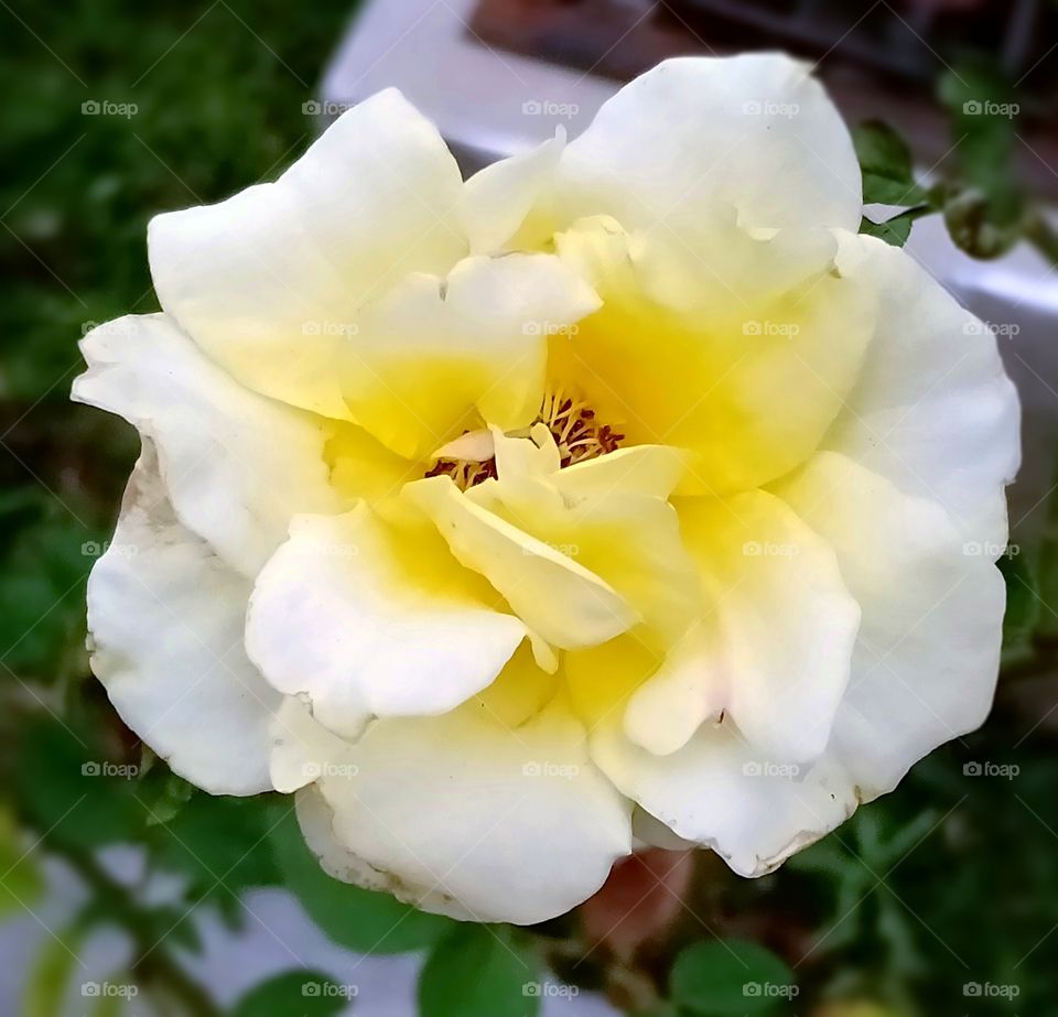 Between yellow and white