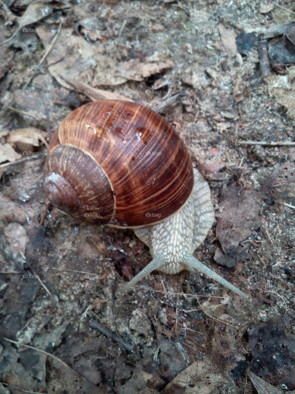 Nature, Invertebrate, Shell, Snail, Shellfish