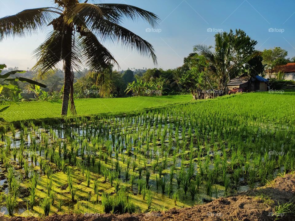 Rice paddy field view along the nature walk