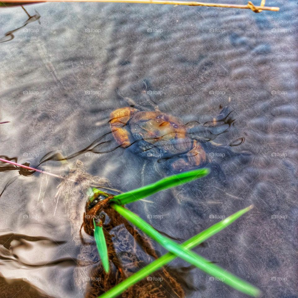 Crab or yuyu is a type of freshwater crab. This word is taken from the Javanese language yuyu, which comes from the Old Javanese language hayuyu. There are many types of freshwater crabs, and are often found in rivers, lakes and rice fields.