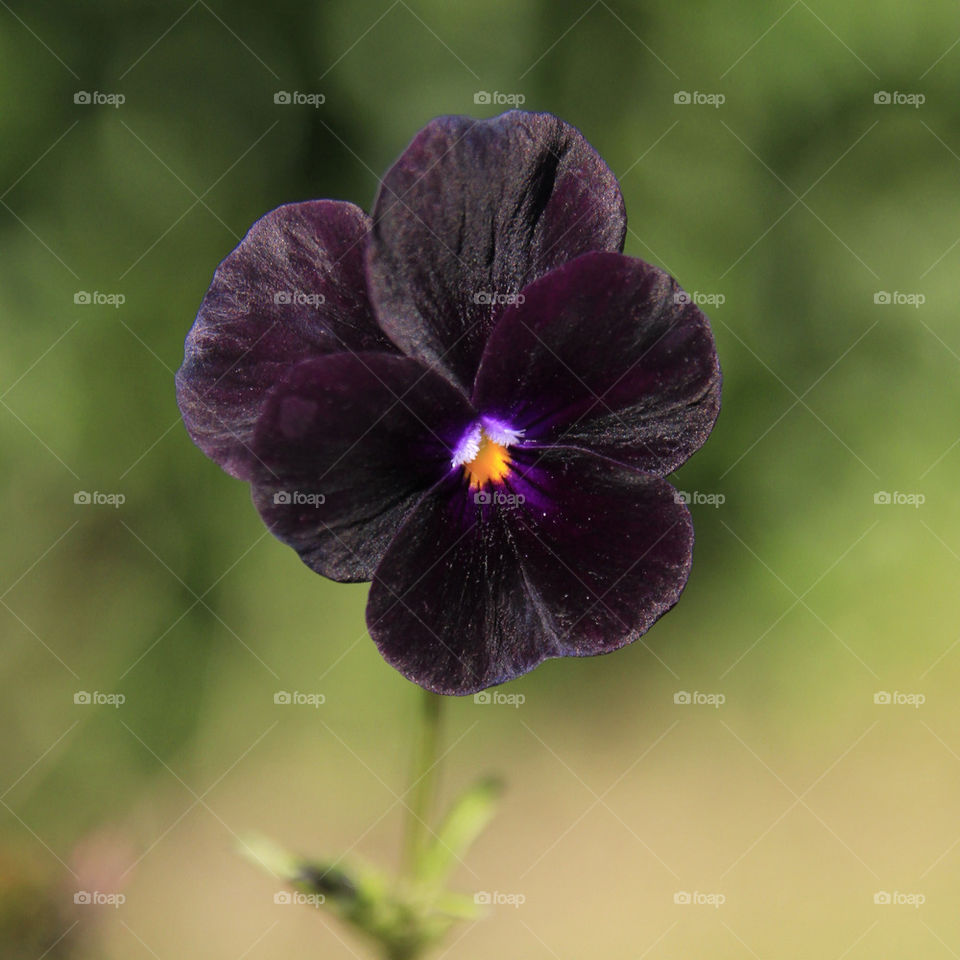 flower purple dark summer by dandelion