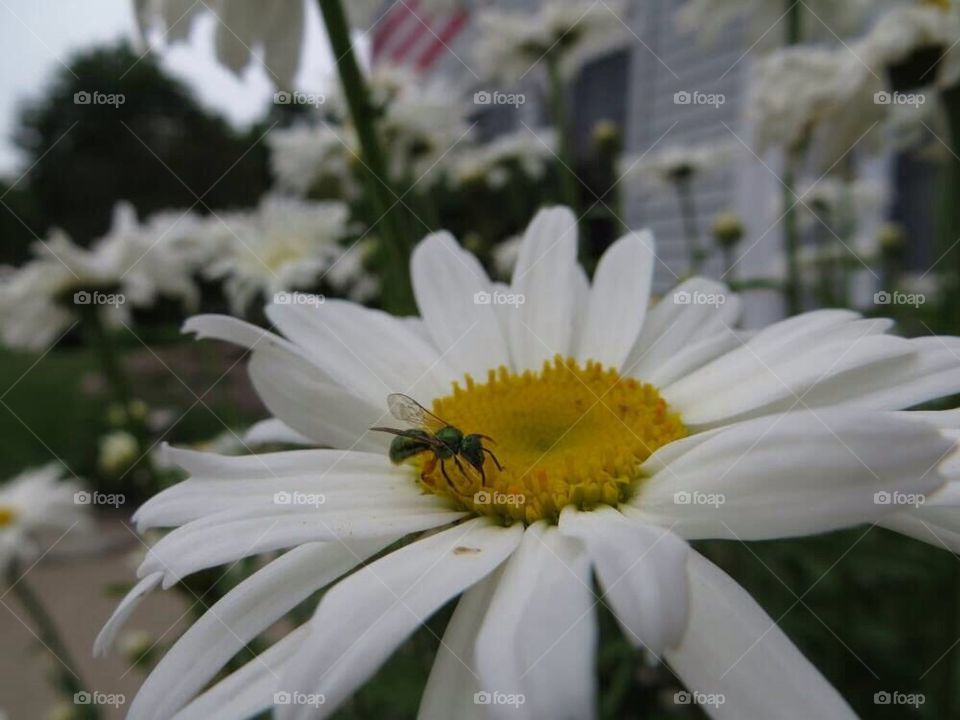 Daisy will insect on it