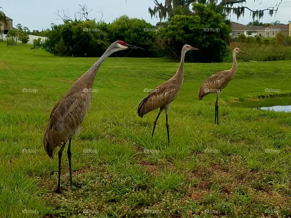sandhill cranes