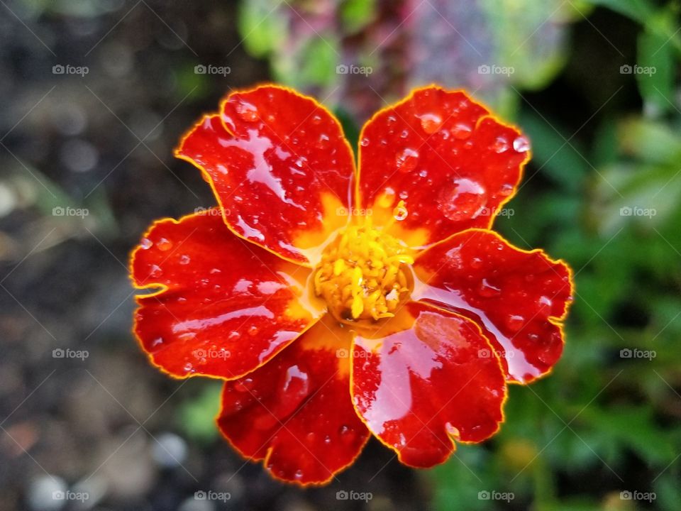 Beautiful flower after the rain