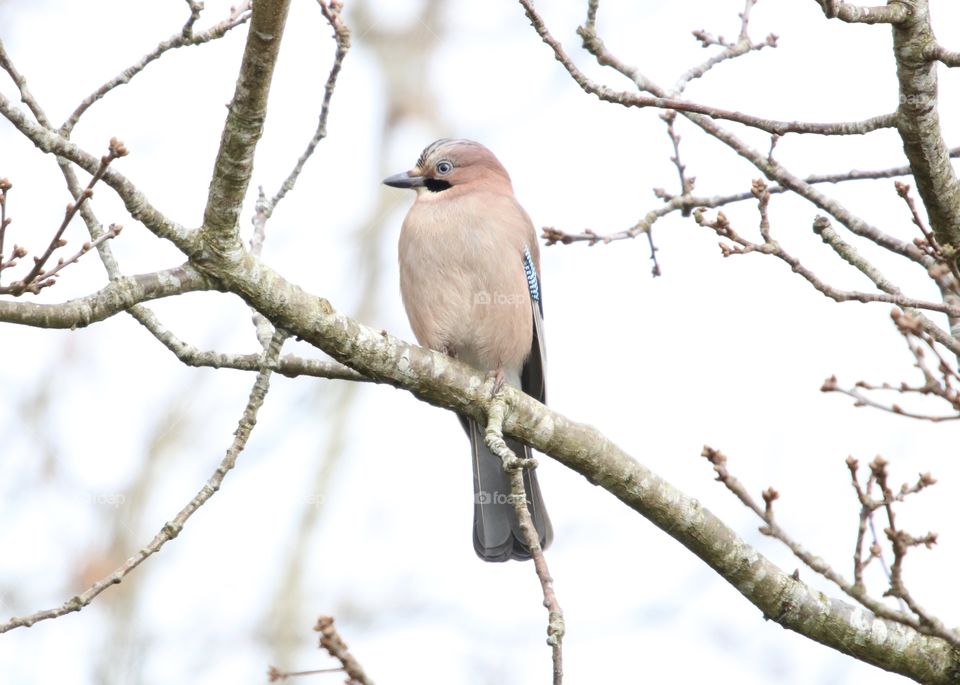 Jay beautiful bird :)