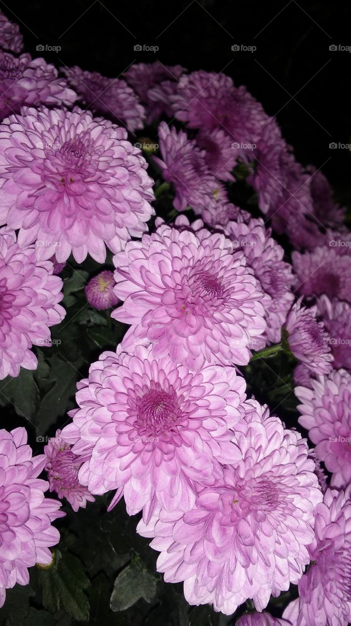 Flower, Flora, Nature, No Person, Floral