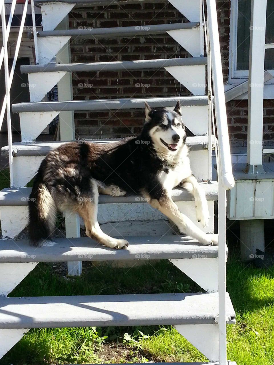 Husky dog resting in the sun on stairs