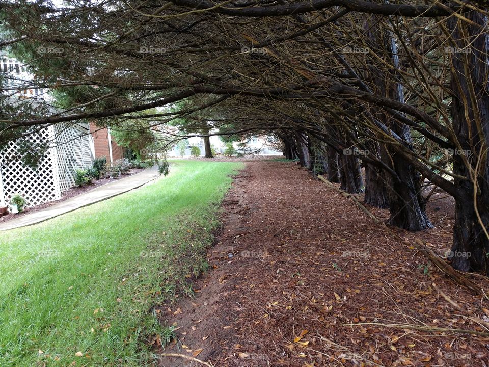 Tree, No Person, Landscape, Road, Park