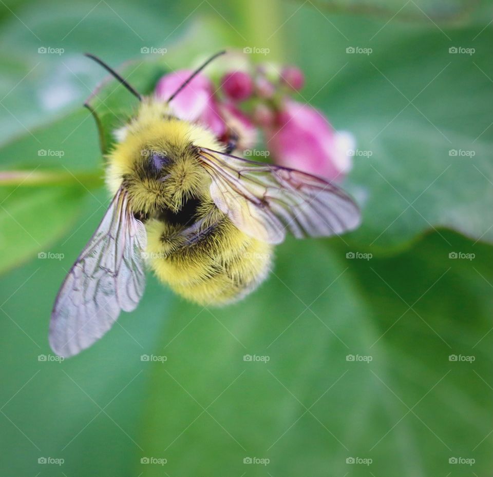 A busy yellow bumblebee collects nectar from a delicate pink flower. Washington State 