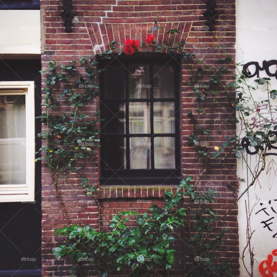 Window in Brugge 