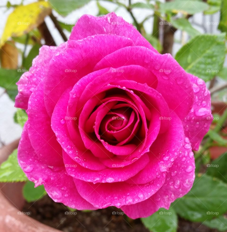 Neon Pink Large Flower Rose
