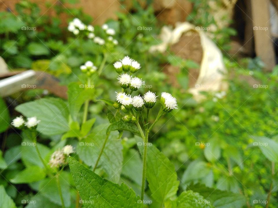 indian white beautifull flower amazing photo