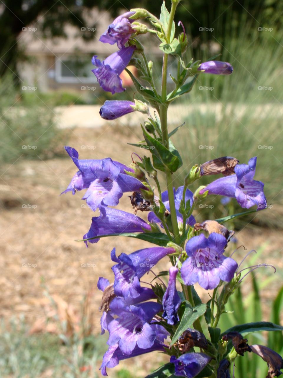 Flowers at the park