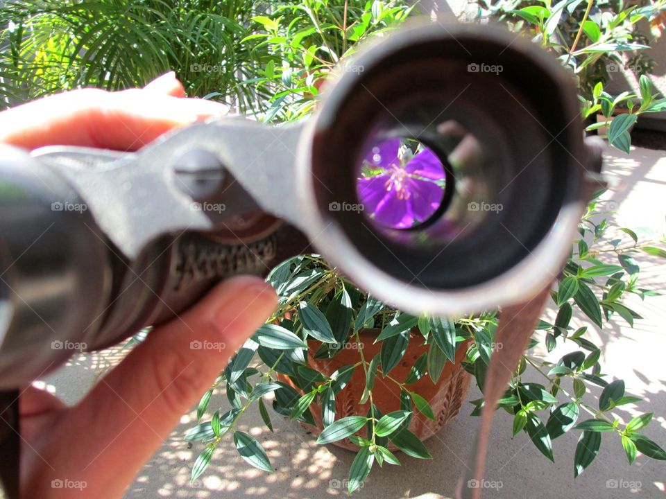 I spy a Tibouchina blossom