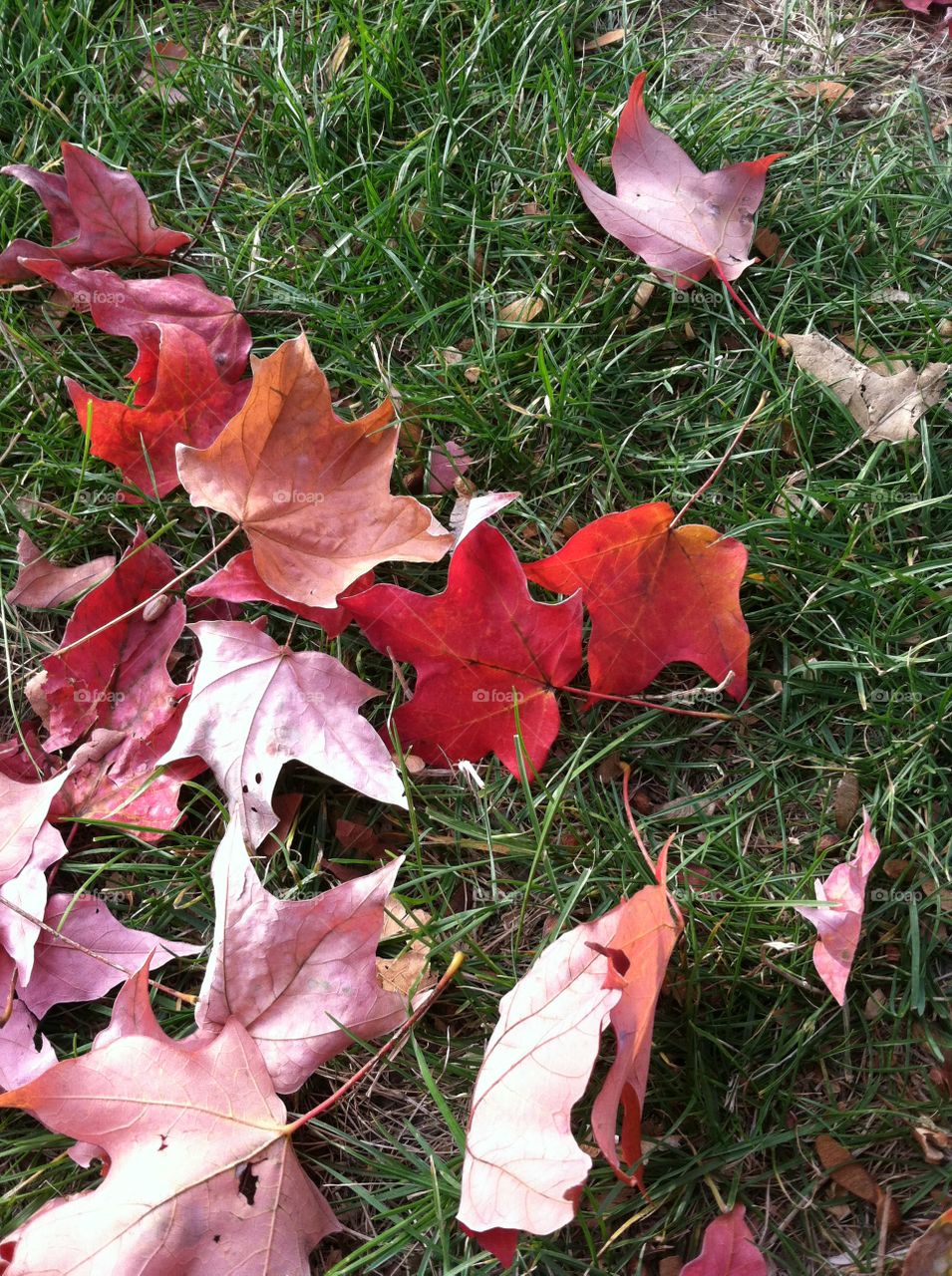 Season change October leaves 