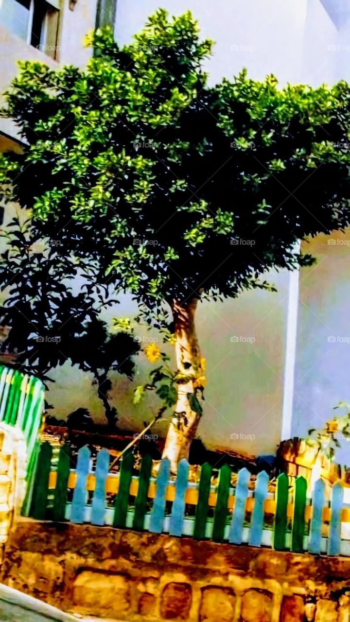 tree . Trunk. tree leaves . Green area