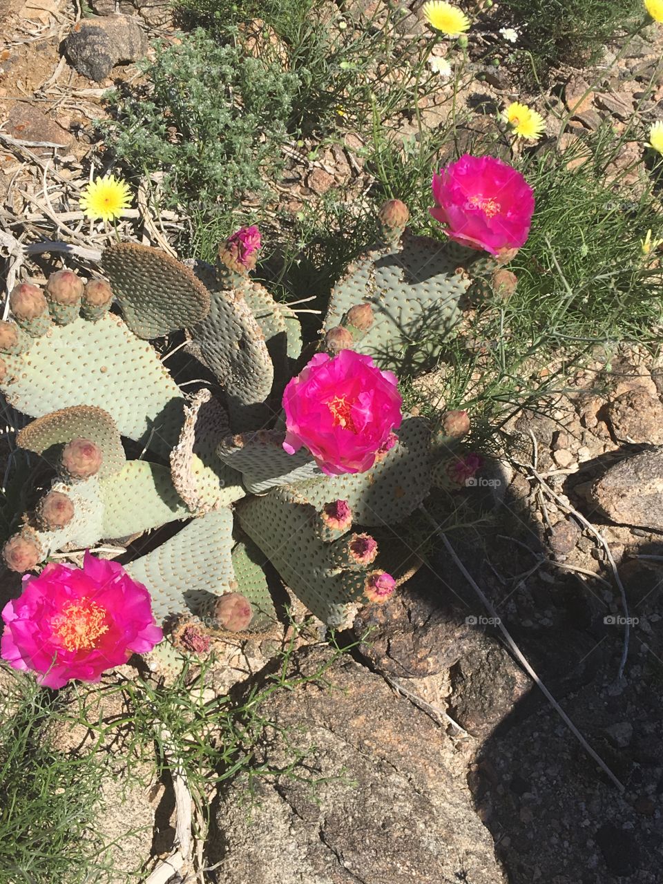 Blooming in the Desert 
