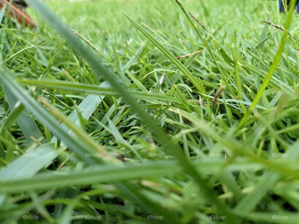 Grass on the Earth.