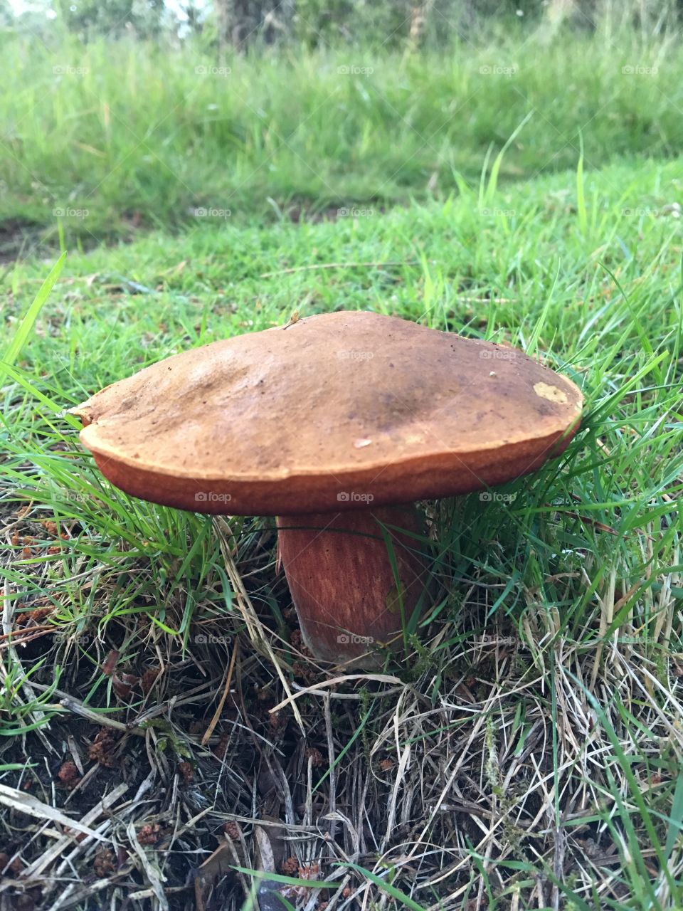 Huge mushroom 