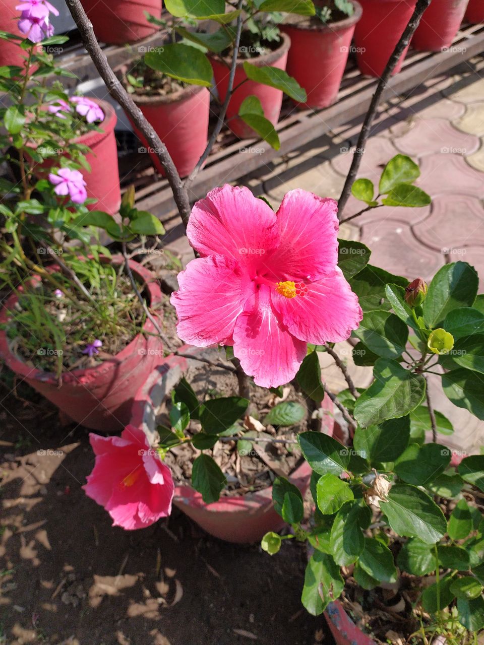 Nature continues to light up our lives with colours