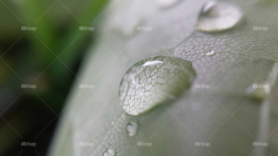 dew drop close up