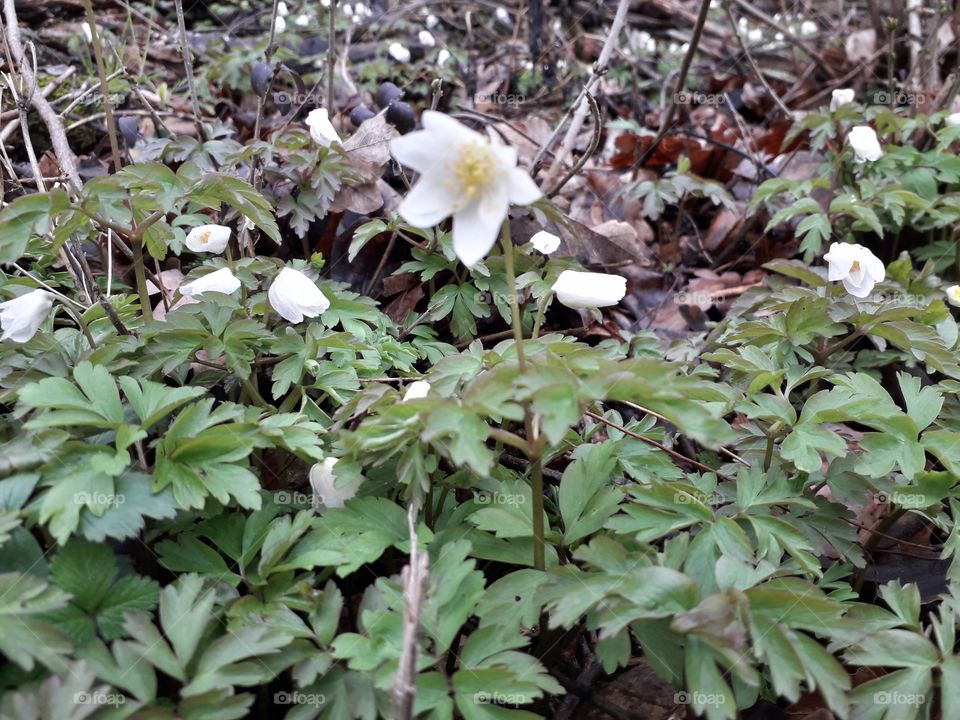 springtime in the wood