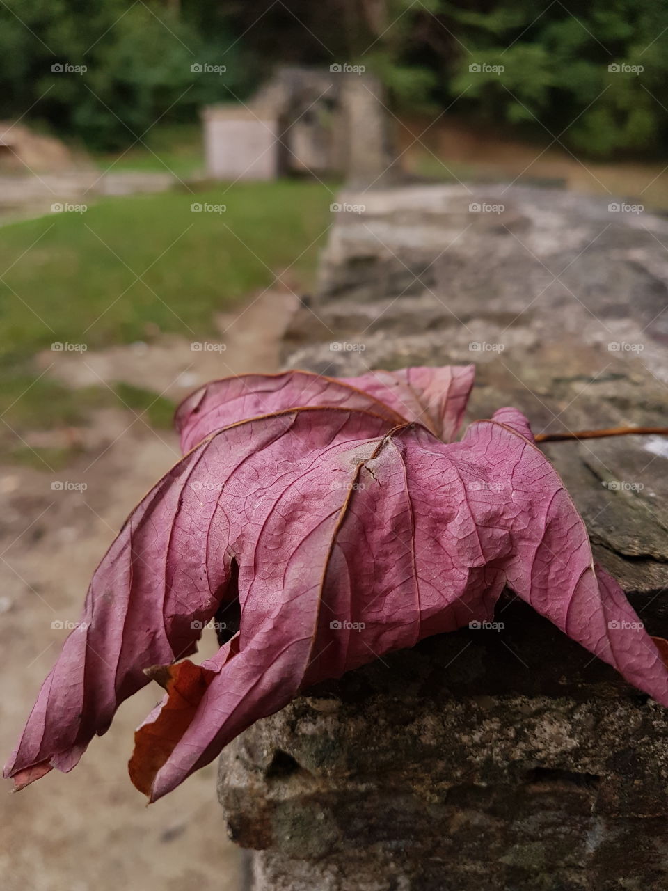 abandoned leaf