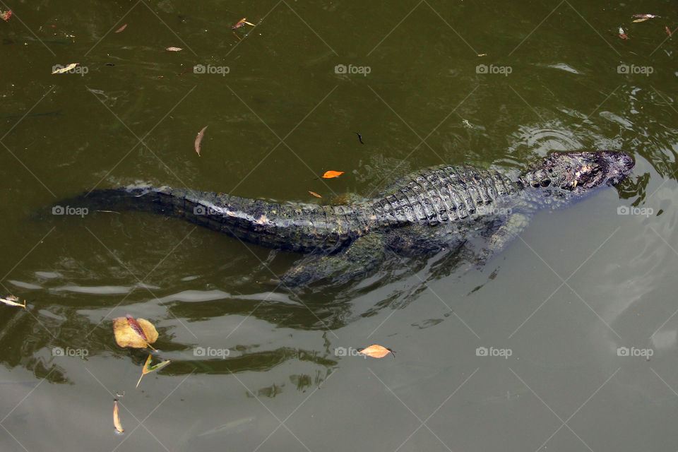 caiman swimming. A caiman swimmin in a pond in the wild animal zoo shanghai china.