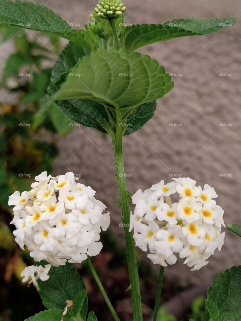 Common Lantana