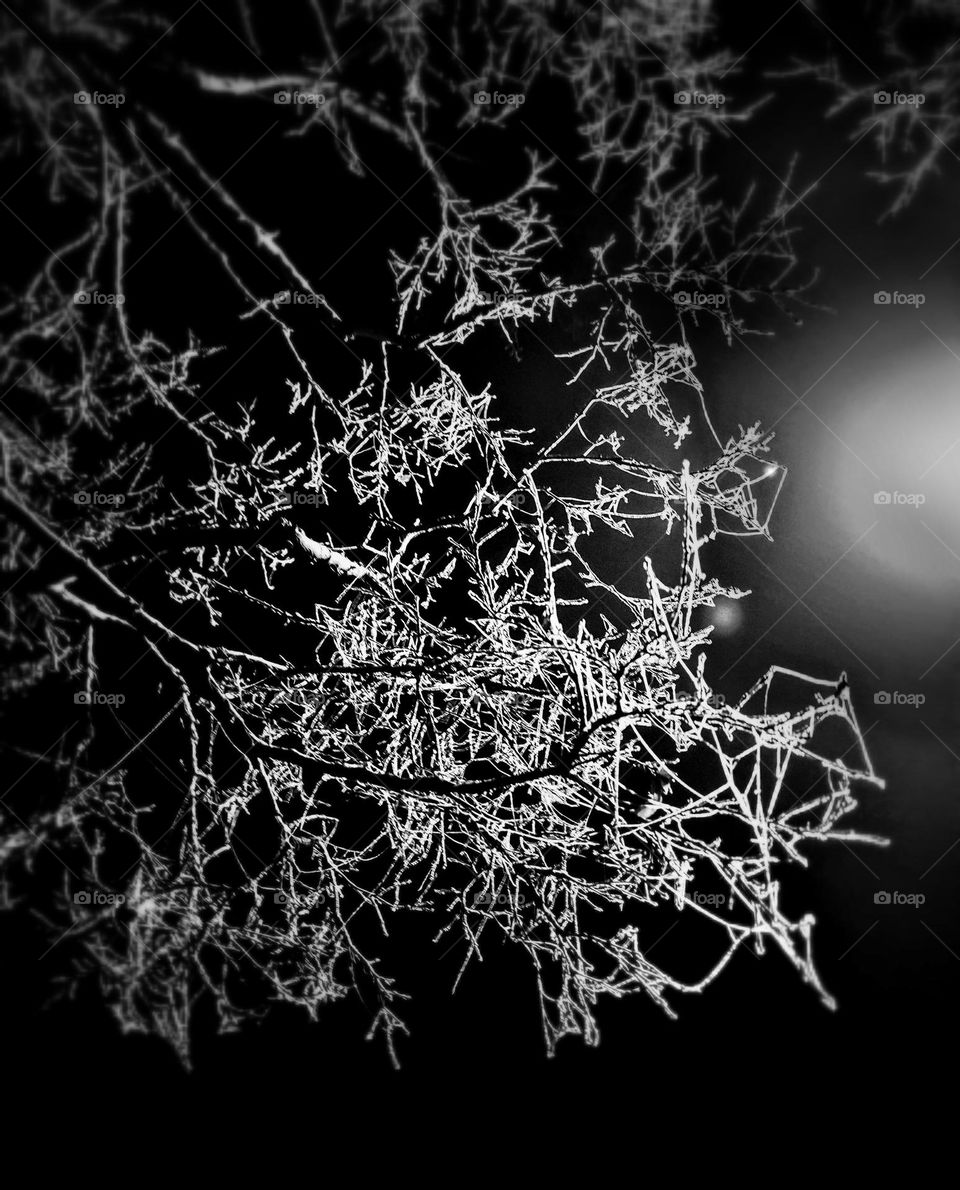 Black and white image of light reflected on frost dusted branches of a tree with black night sky in the background