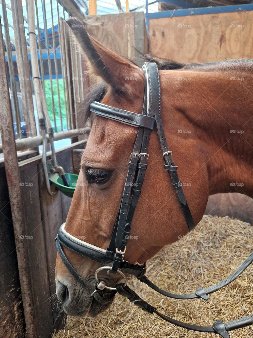 Horse ready to be ridden