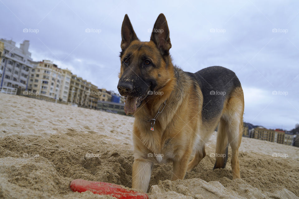 German Shepherd