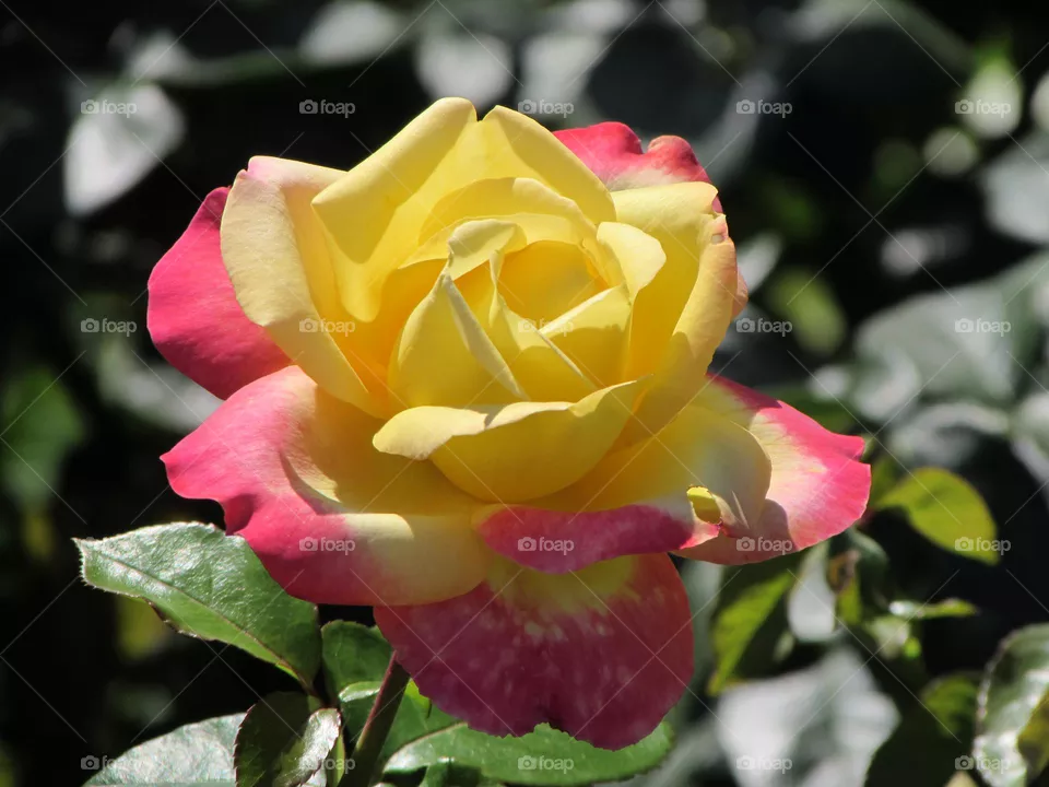 Roze