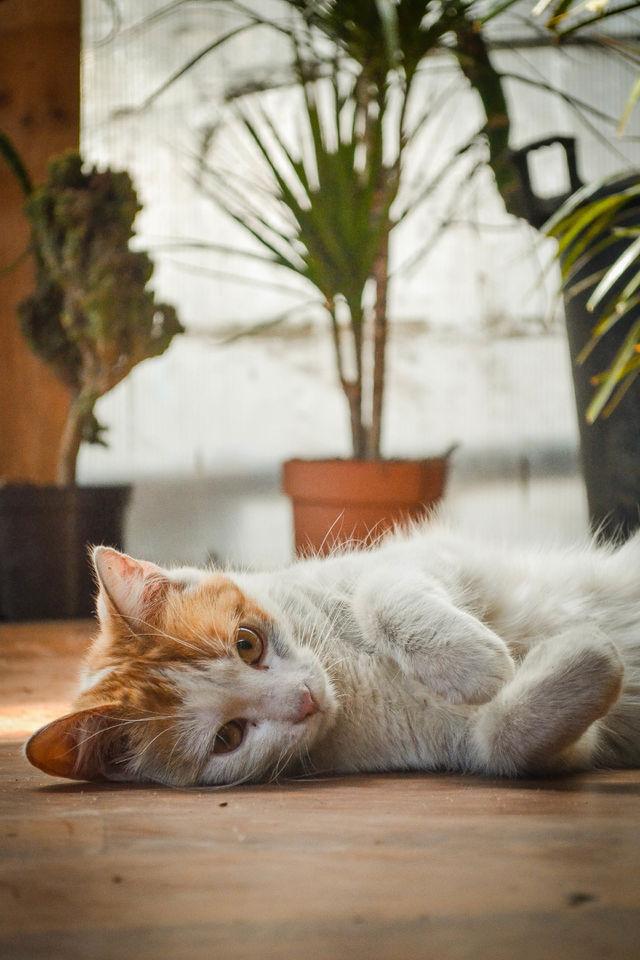 cat in the house
