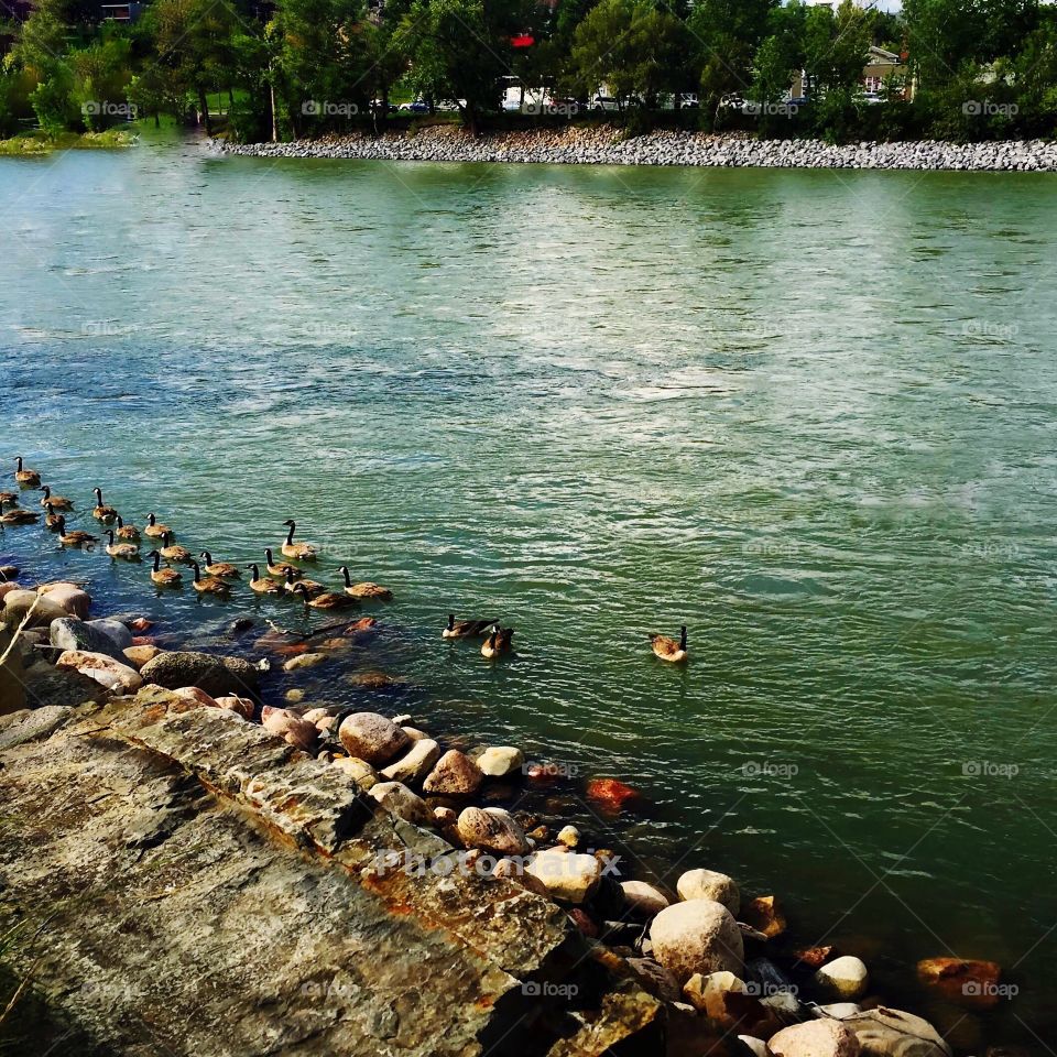ducks lined up
