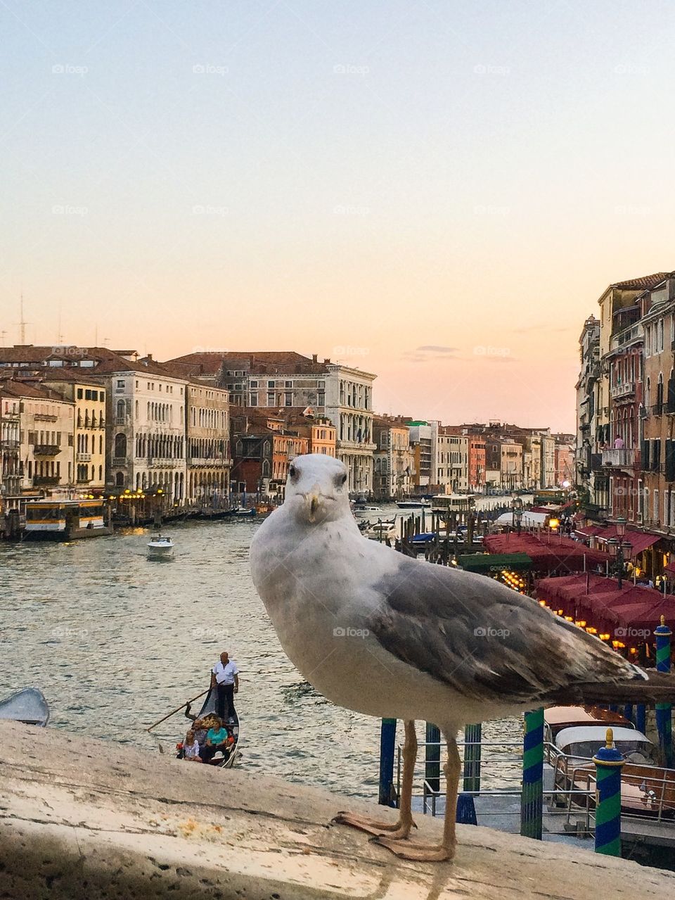 Birdie in Venice