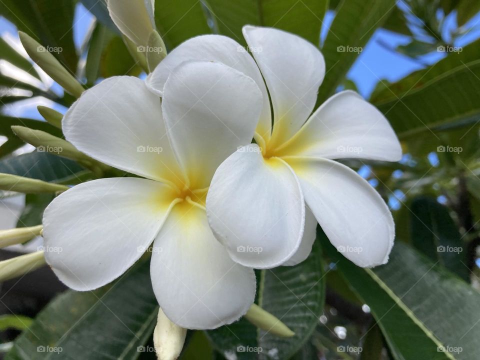 Hawaiian White Plumeria 