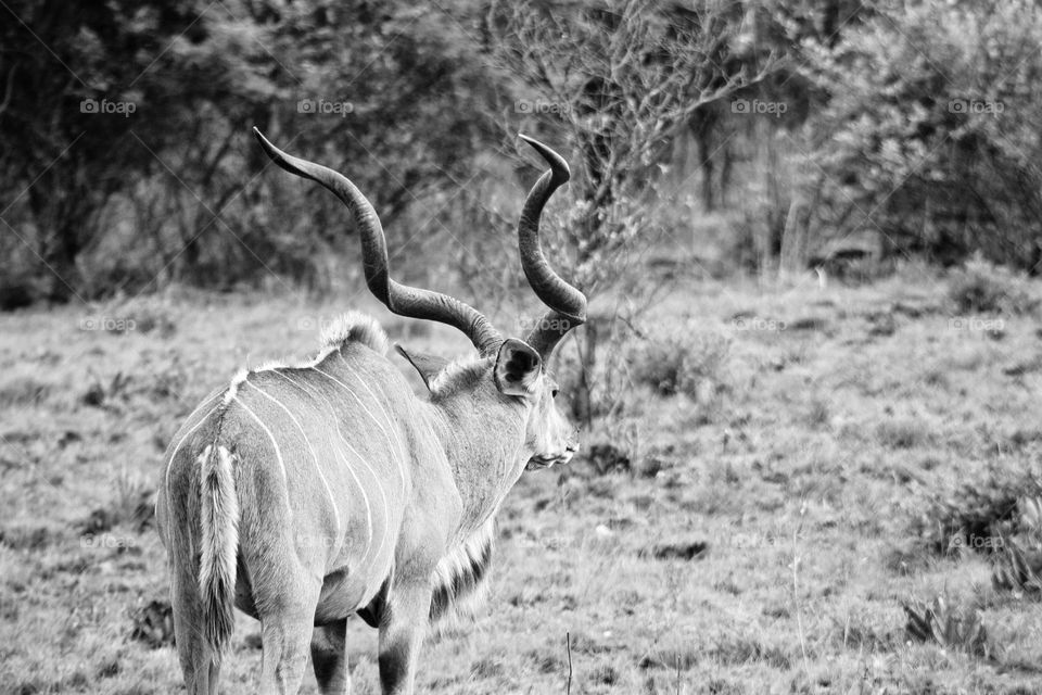 big kudu bull