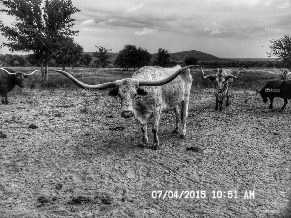 now that's a Texas longhorn 2. This is another good picture of a Texas longhorn that I saw while out walking πΆ π π₯ π¨ near Graham Texas